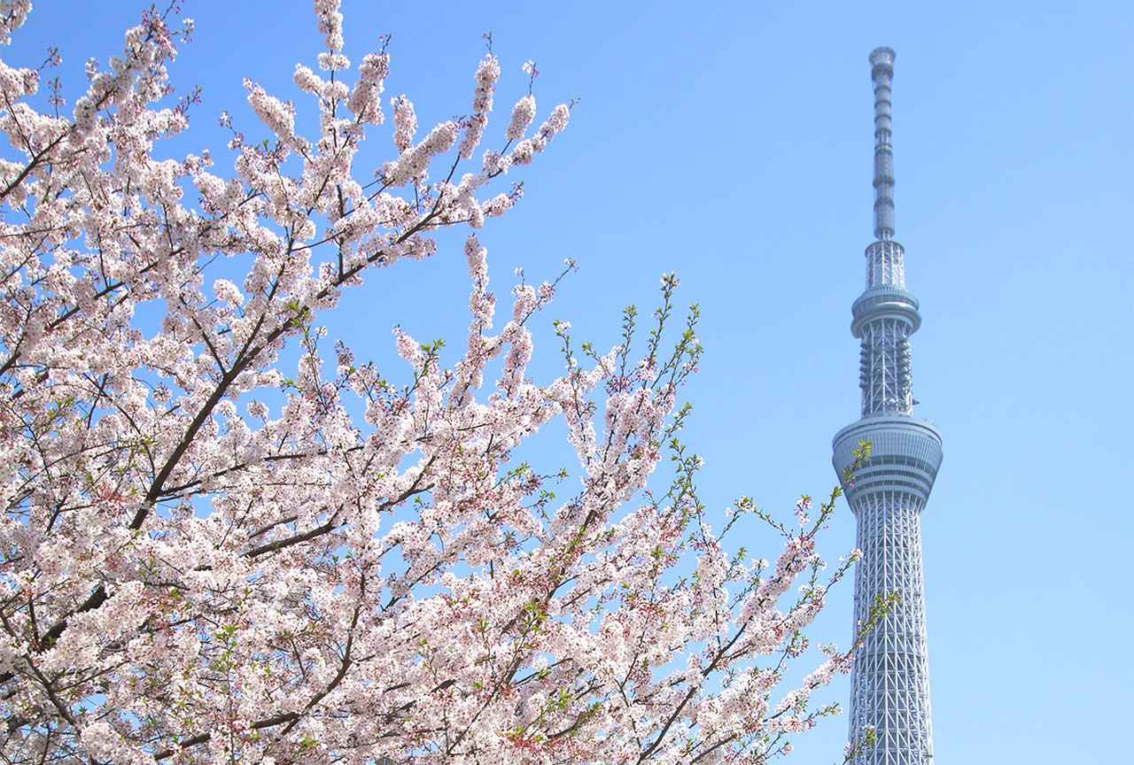 画像: 東京都内の花見スポット24選 名所も穴場も、桜の見頃とあわせてご紹介