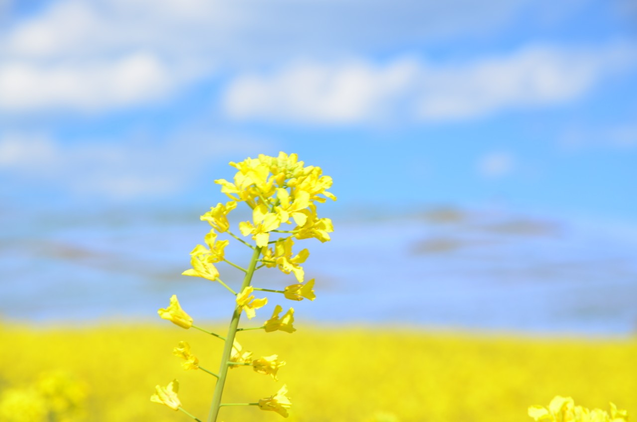 画像2: 提供：国営ひたち海浜公園