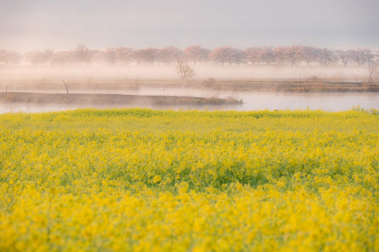 画像2: 湖畔に広がる春の原風景