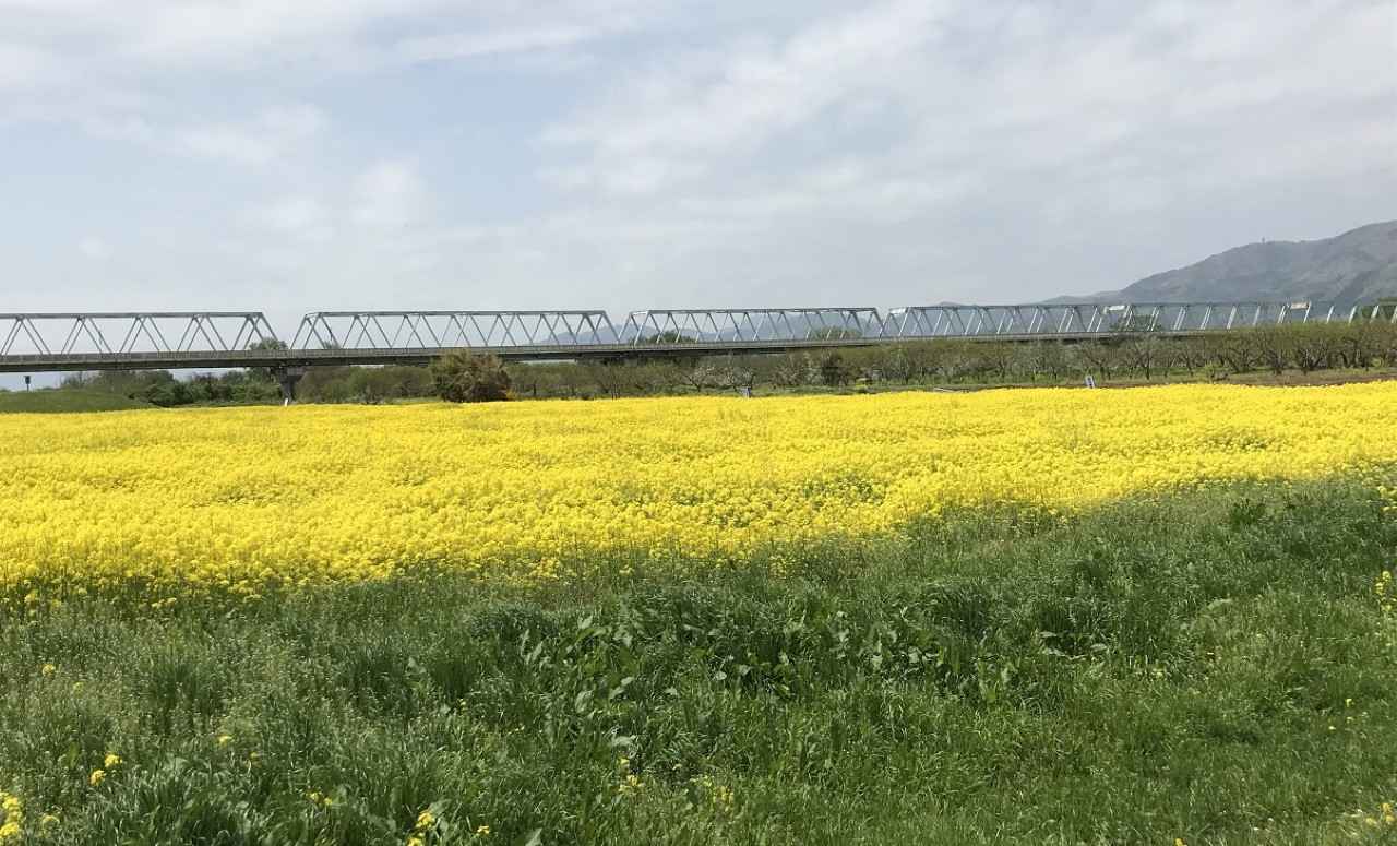 画像1: 黄金島がよみがえる春景色