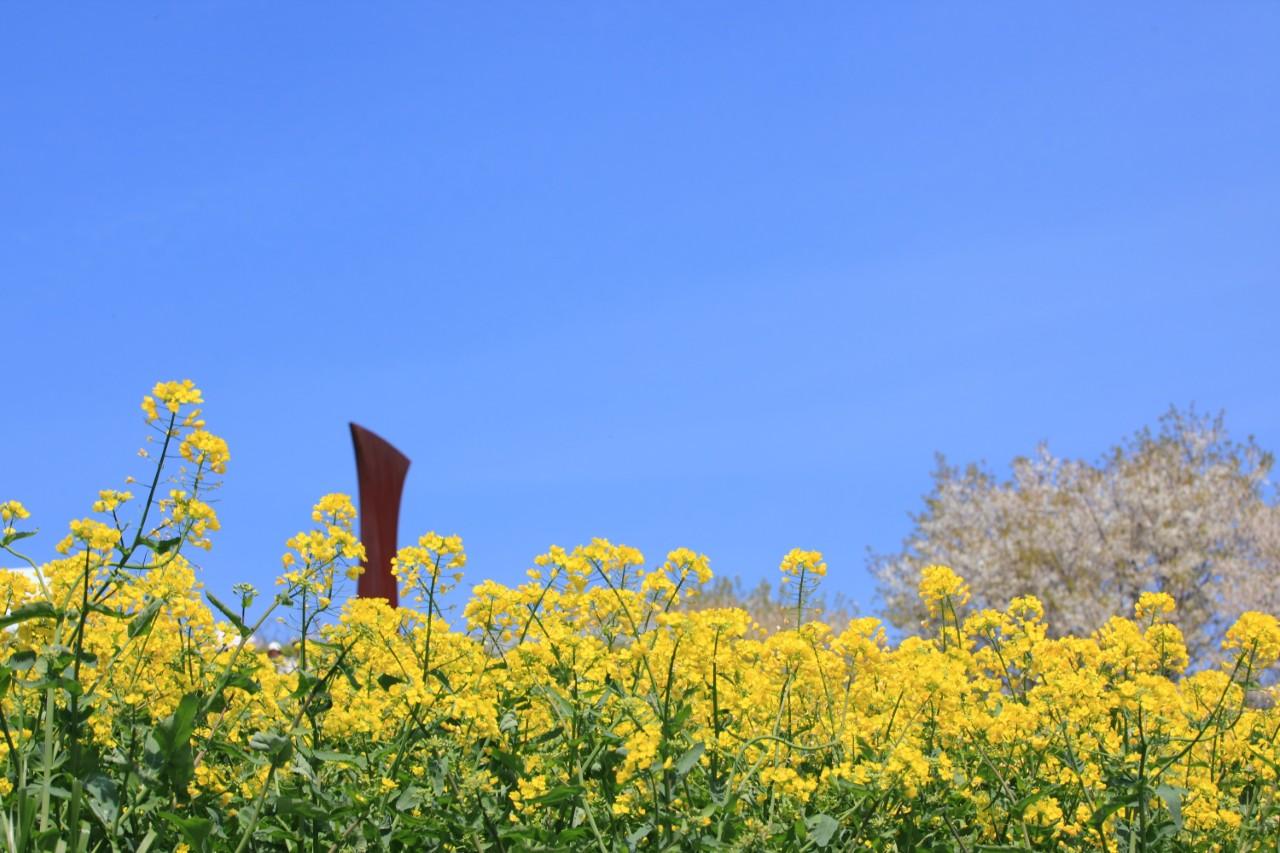 画像1: 斜面を染める10万本の春景色