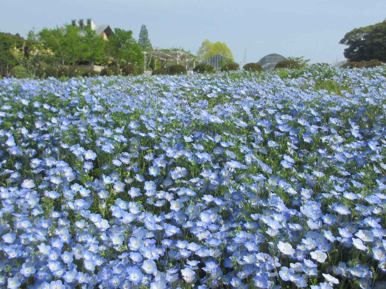 画像2: 愛犬と一緒に散歩を楽しめる花の楽園