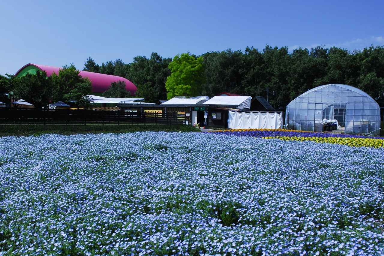 画像1: トラクターバスで巡る大パノラマ。初夏を彩る爽快ブルー