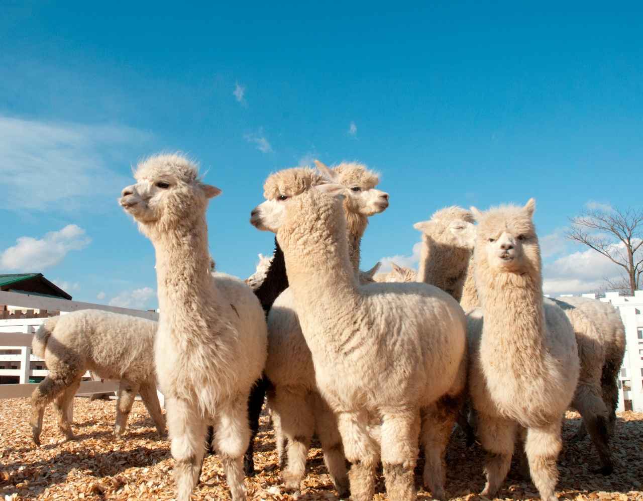 画像2: トラクターバスで巡る大パノラマ。初夏を彩る爽快ブルー