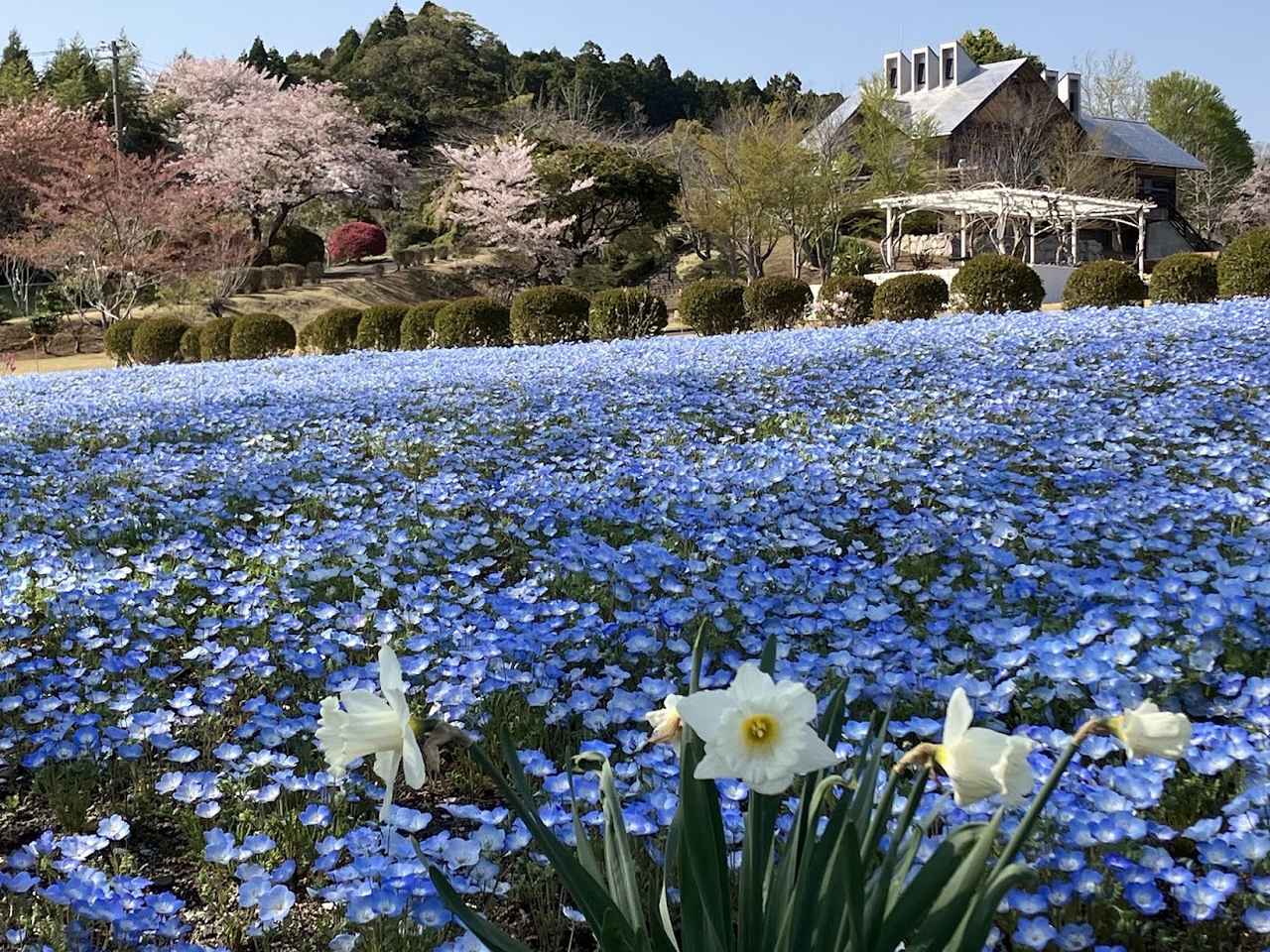 画像1: 愛犬と一緒に散歩を楽しめる花の楽園