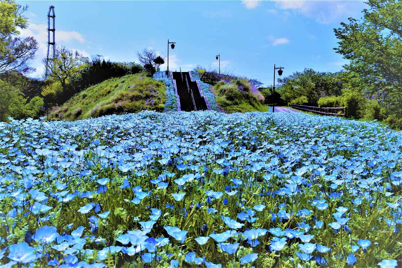 画像: 暖色のポピーと寒色のネモフィラのコントラスト