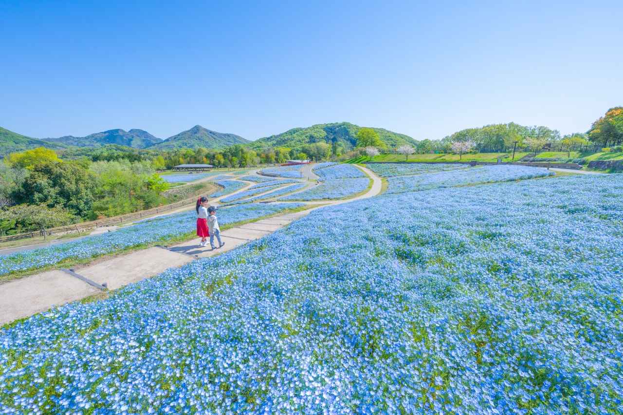 画像2: 湖畔に広がる青のウェーブ