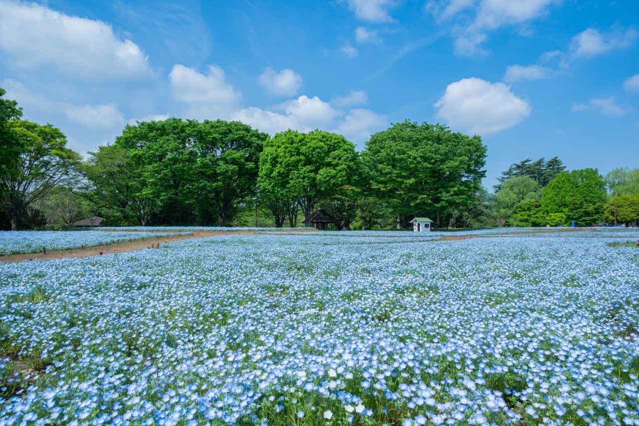 画像1: フォトジェニックな「青いドア」が映える都心のオアシス