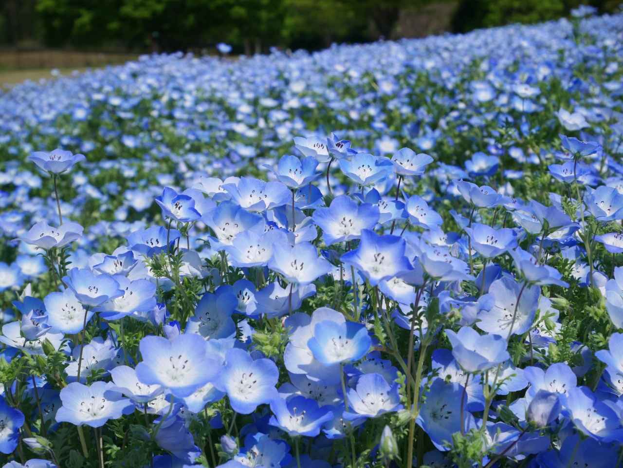 画像2: 深い森に広がる幻想的な春色ブルー