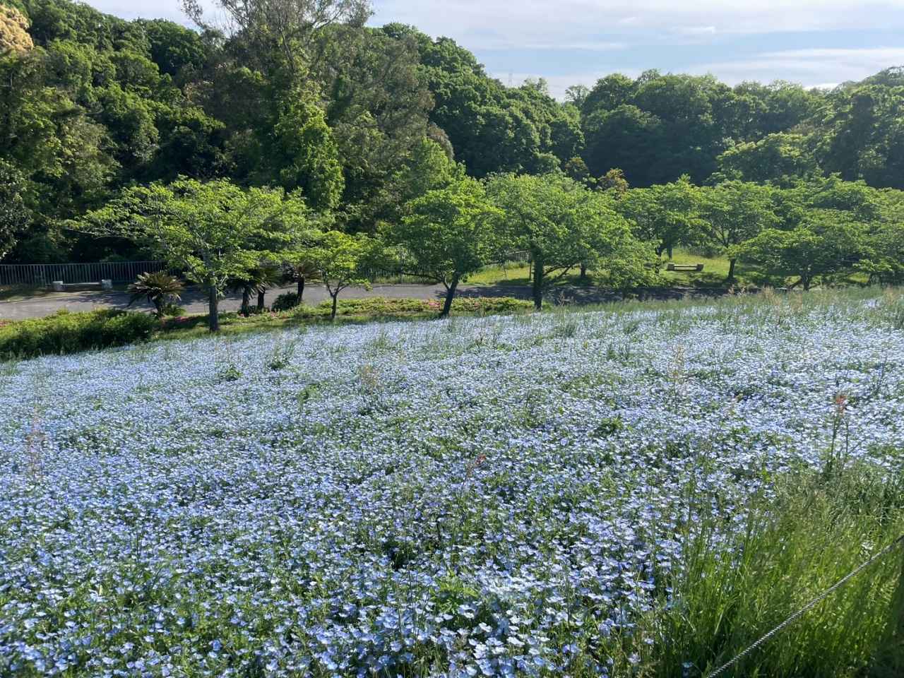 画像1: 青一面の丘に白いピアノが浮かぶ農業公園