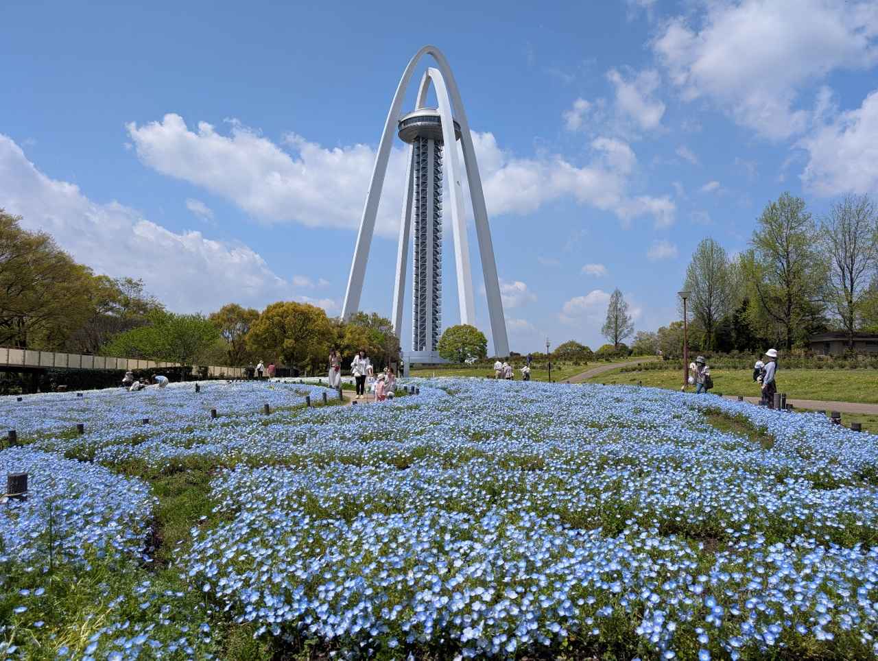 画像1: 高さ138mのタワーと青・白・ラベンダー色のネモフィラの共演