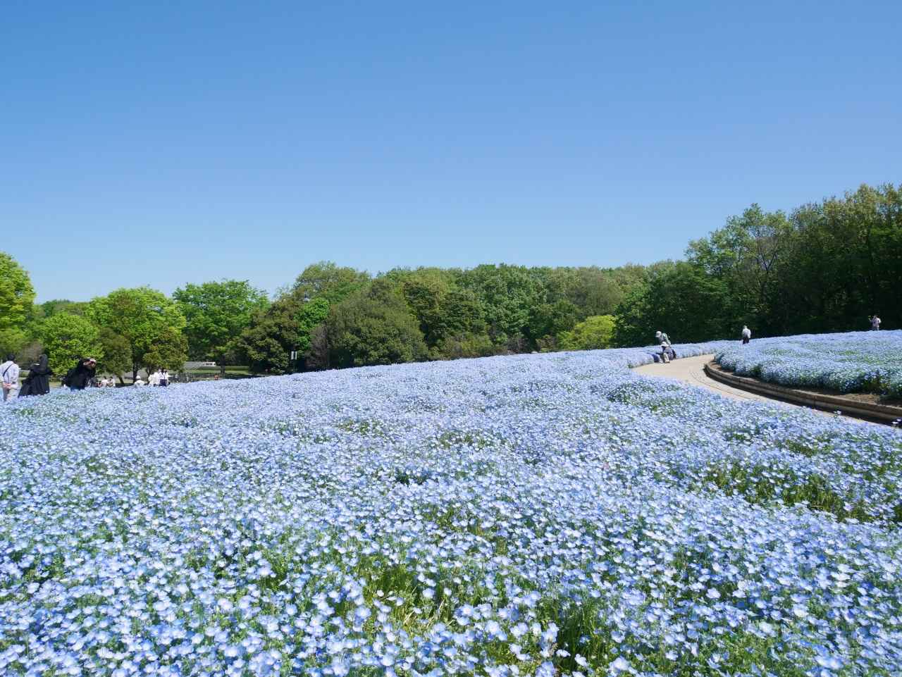画像1: 深い森に広がる幻想的な春色ブルー
