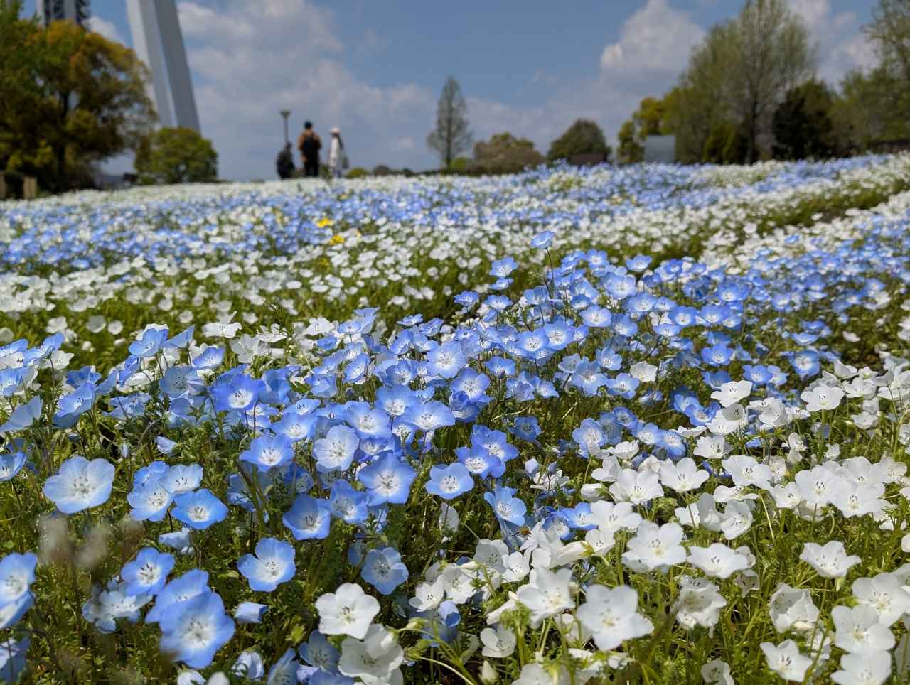 画像2: 高さ138mのタワーと青・白・ラベンダー色のネモフィラの共演