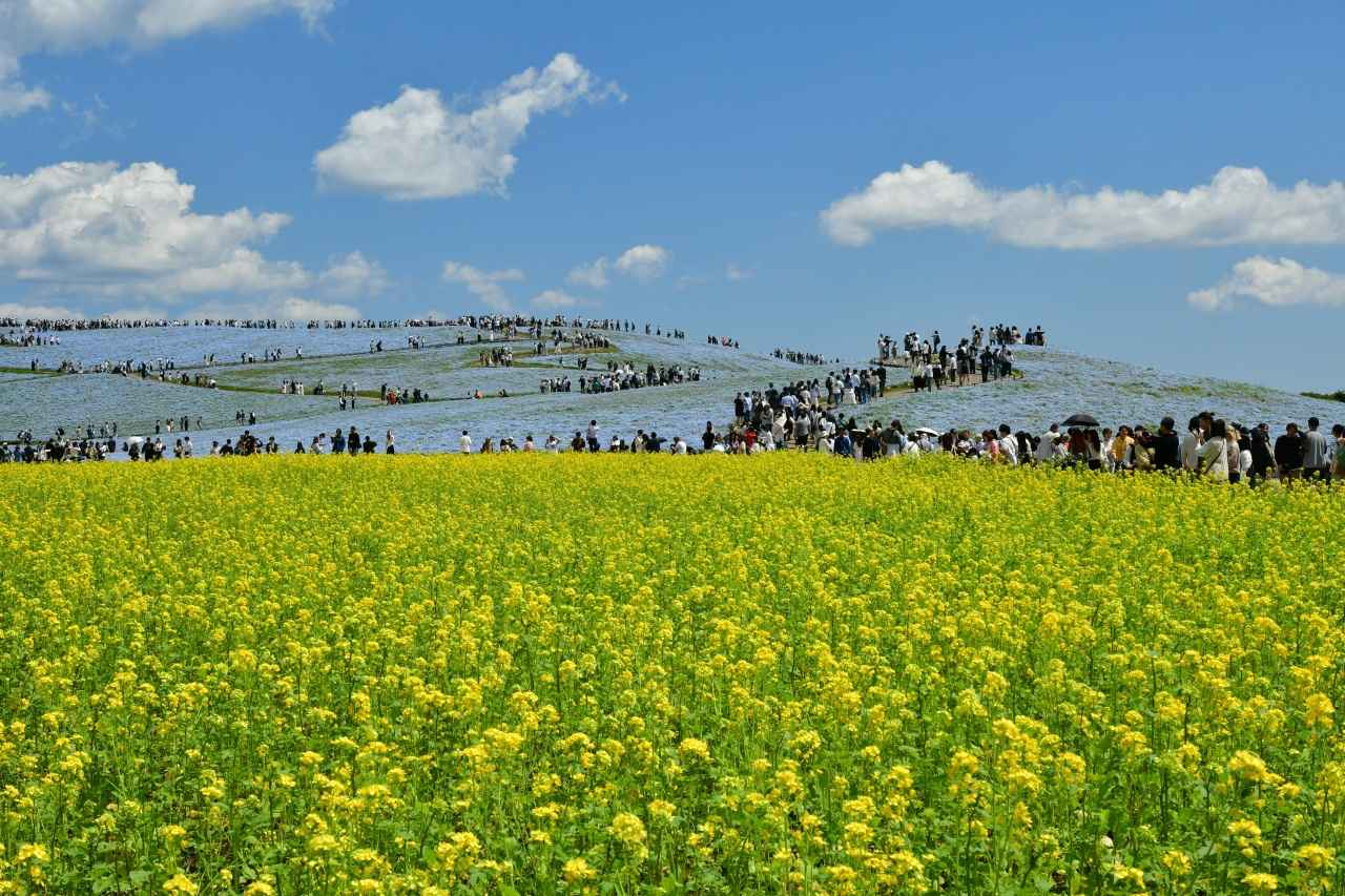 画像1: 【全国】ネモフィラ畑の絶景スポット14選。見頃時期やイベントを紹介