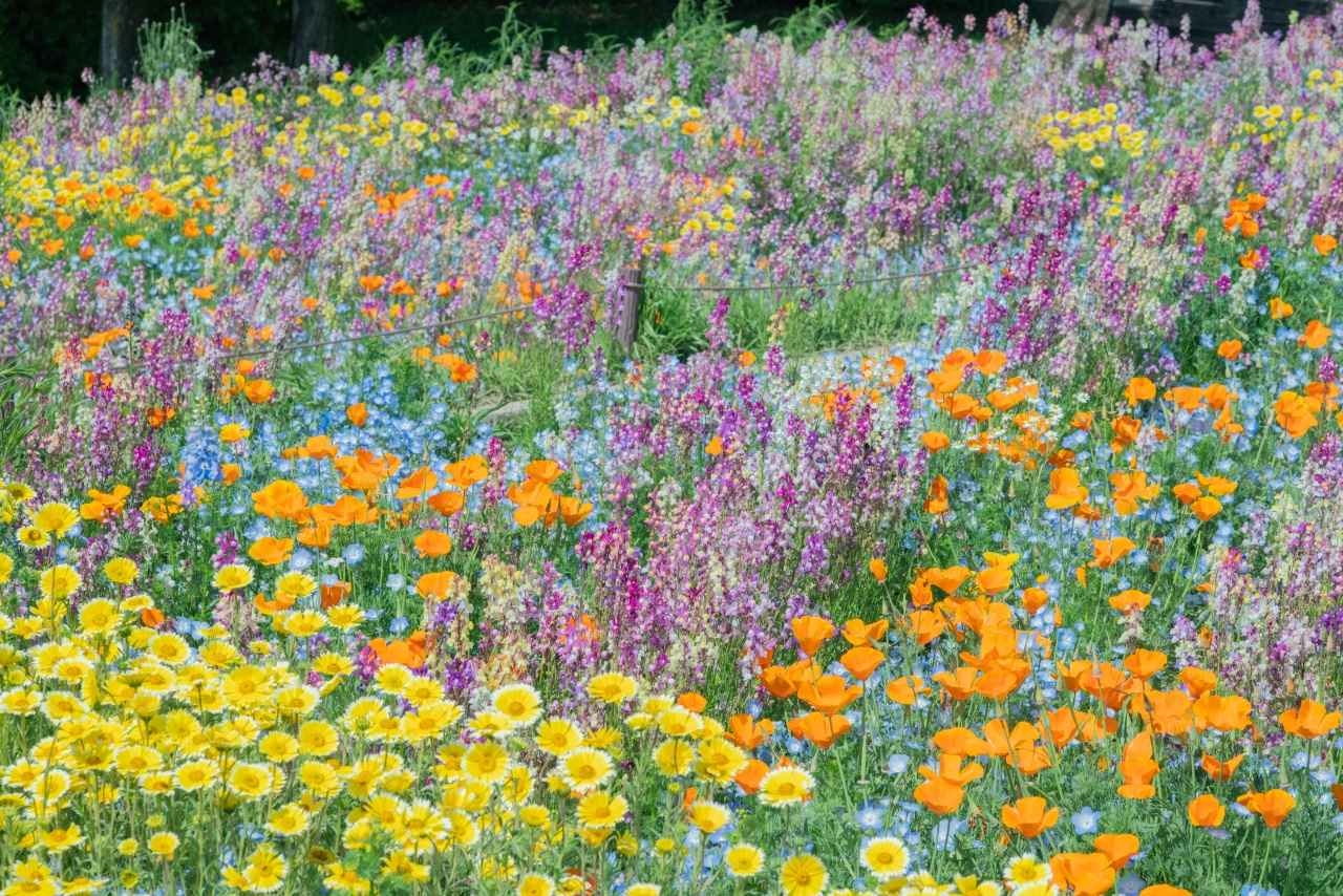 画像5: 【全国】ネモフィラ畑の絶景スポット14選。見頃時期やイベントを紹介