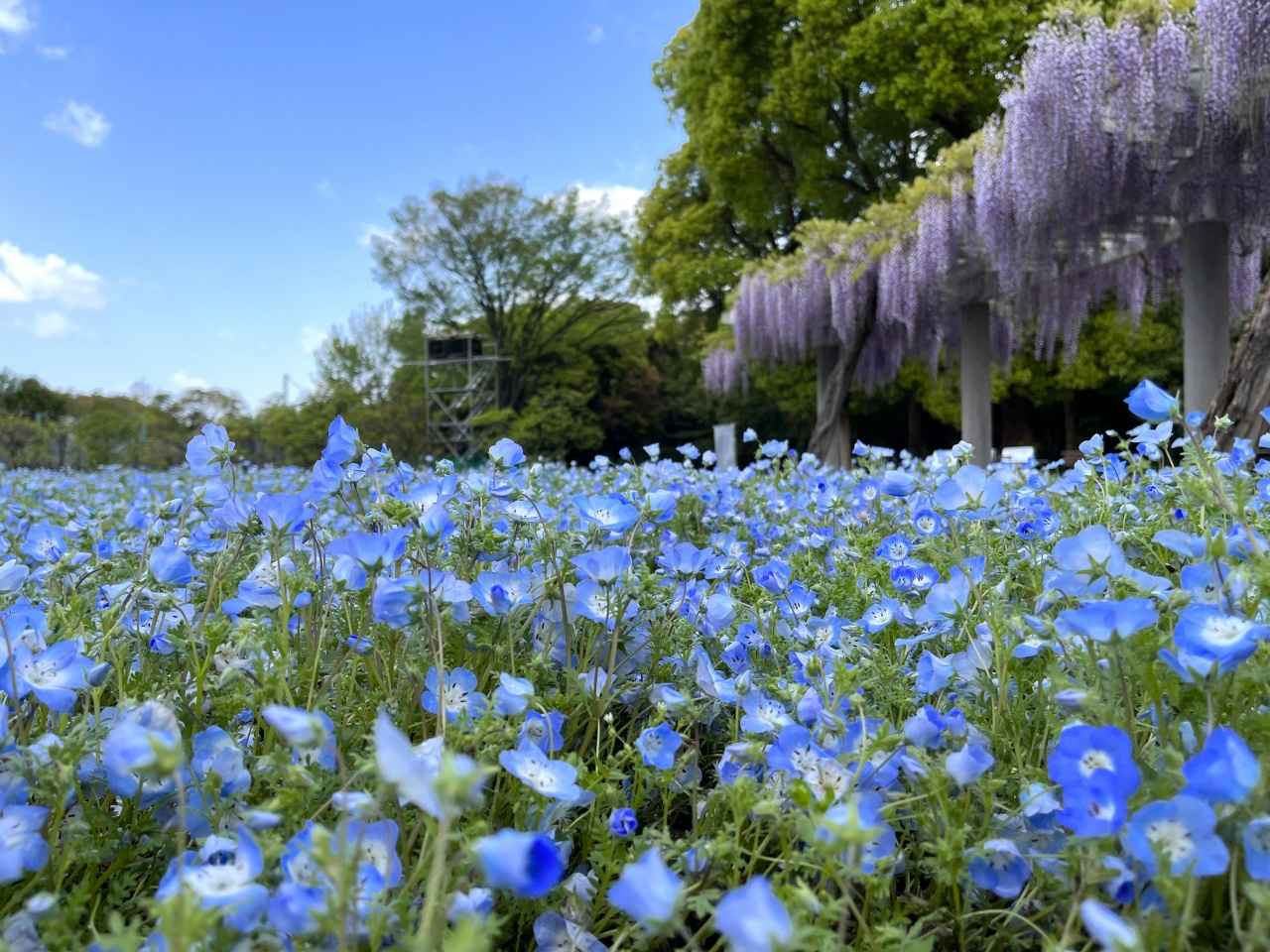 画像: 昼は可憐な花畑、夜は光のアート空間