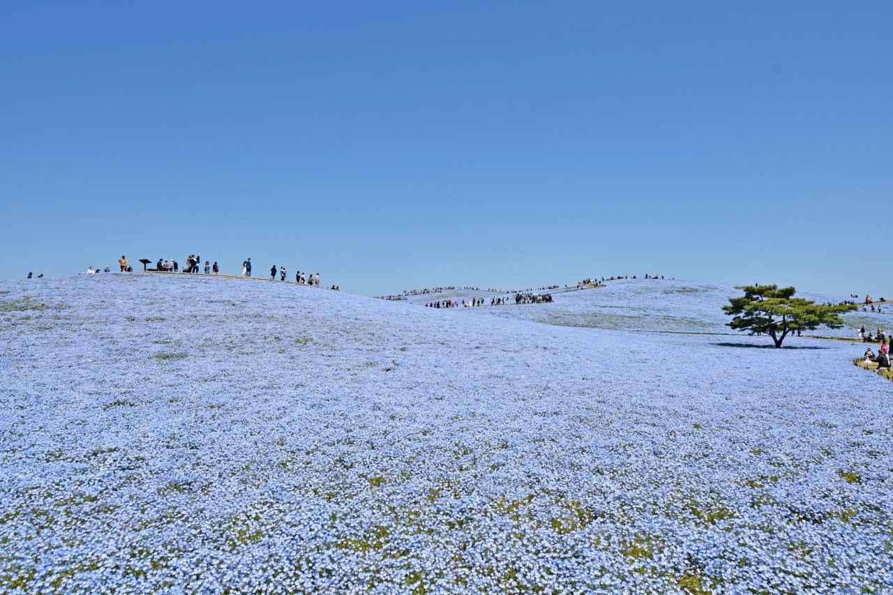 画像: 日本最大級530万株。空とつながる青の絶景