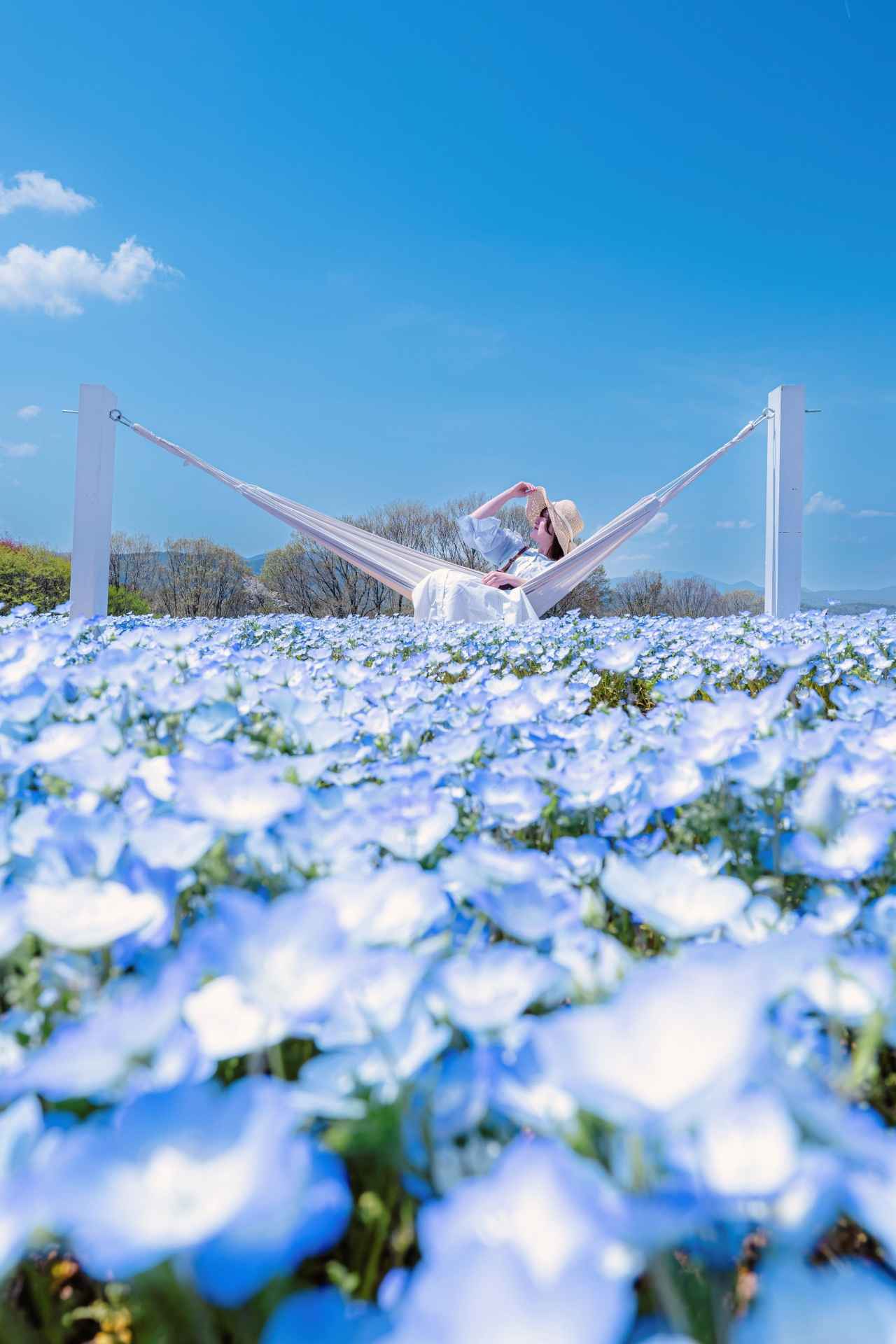 画像9: 【全国】ネモフィラ畑の絶景スポット14選。見頃時期やイベントを紹介