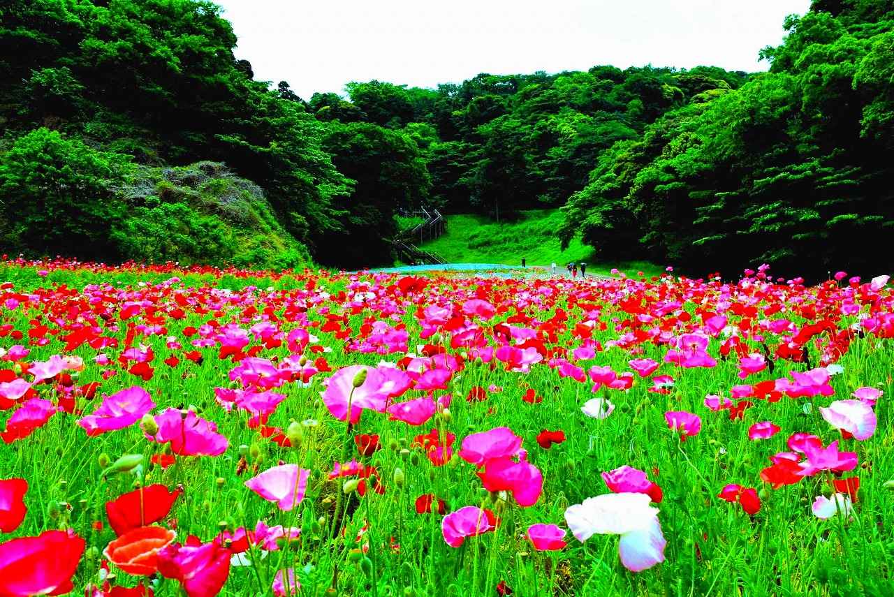 画像: シャーレーポピー