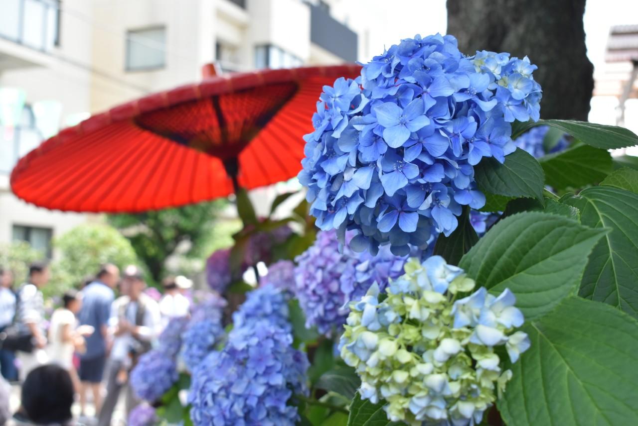 画像: 【東京】あじさいの名所15選！見頃情報やイベント、アクセス、穴場も紹介