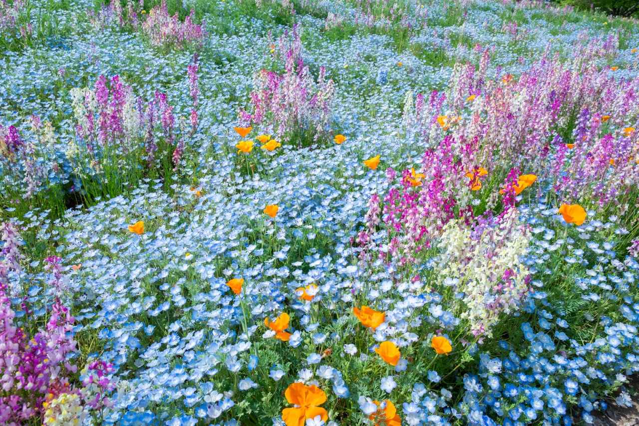 画像4: 【全国】ネモフィラ畑の絶景スポット14選。見頃時期やイベントを紹介