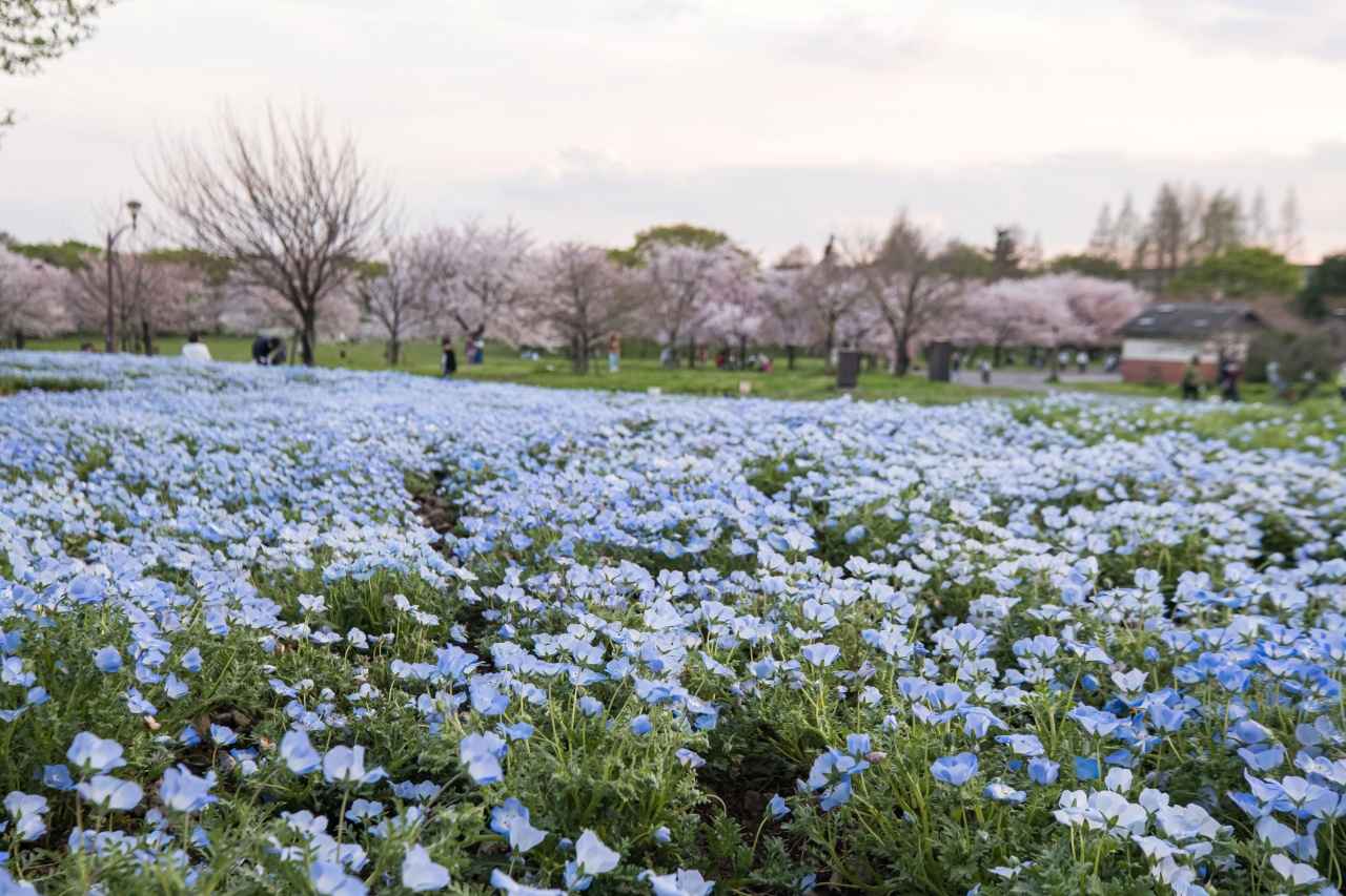 画像: 夜の花景色が楽しめる駅直結の公園