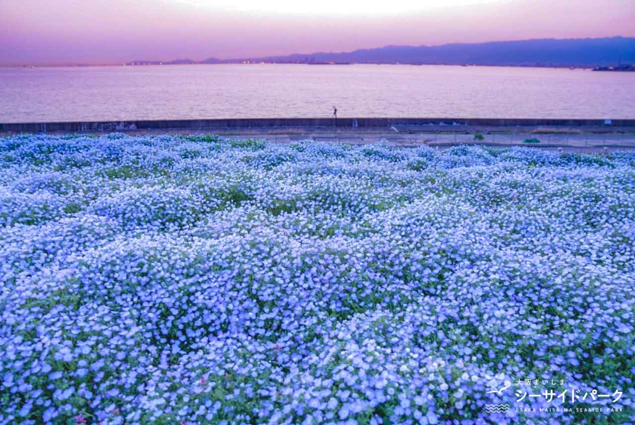 画像6: 【全国】ネモフィラ畑の絶景スポット14選。見頃時期やイベントを紹介