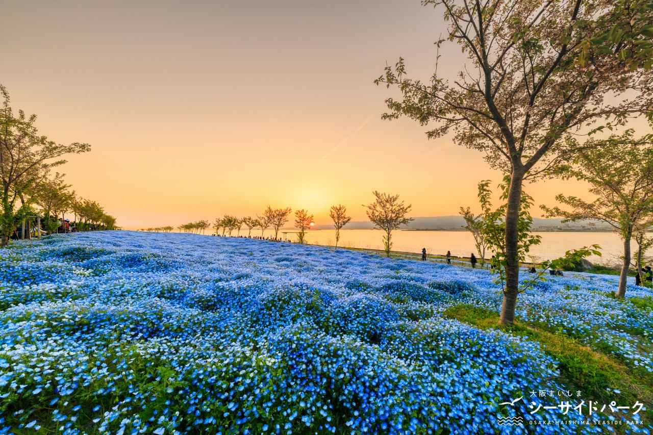 画像8: 【全国】ネモフィラ畑の絶景スポット14選。見頃時期やイベントを紹介