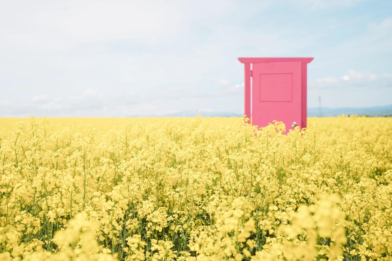 画像: 【2026】菜の花畑・名所の絶景スポット12選｜見頃やイベントまでご紹介