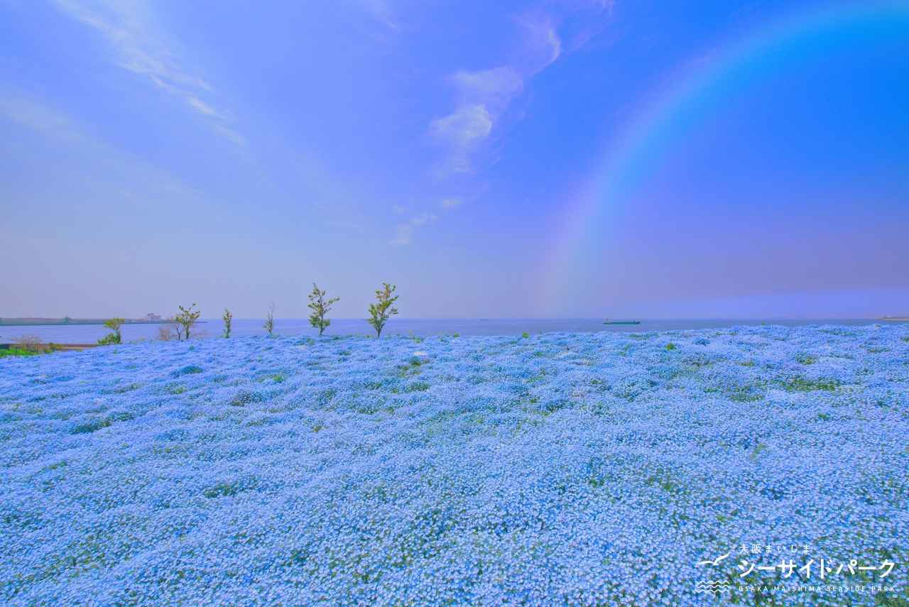 画像: 夕陽に染まる、花と海と空が溶け合う青の祭典