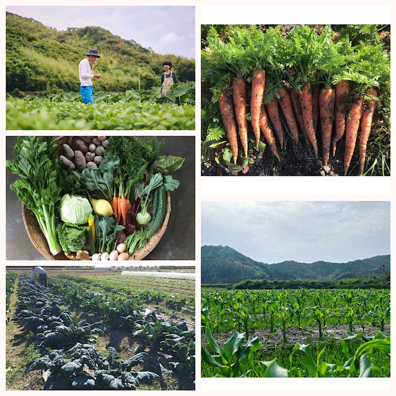 画像: 4. かつおの堆肥での地域循環型農業とは？