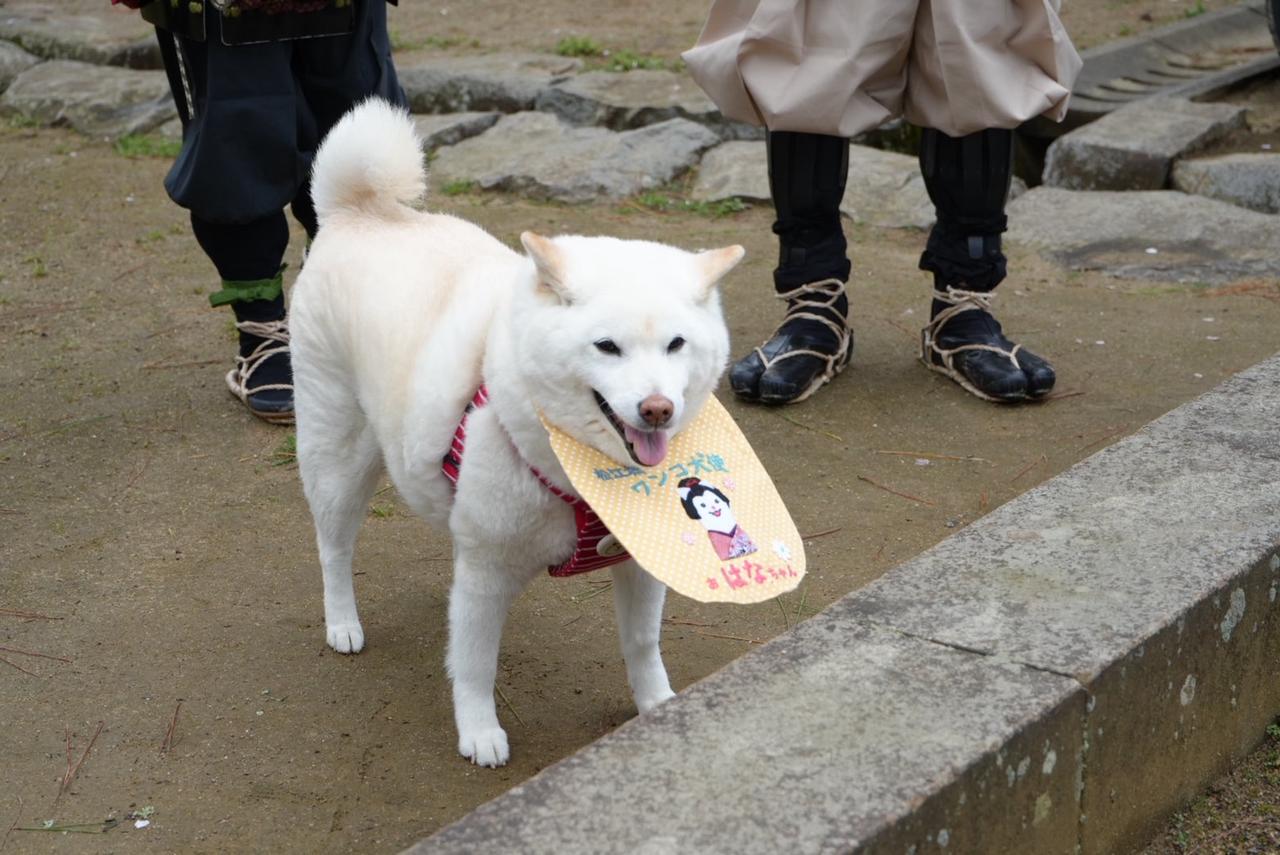 画像: 松江城ワンコ大使はなちゃんもお出迎えしてくれました