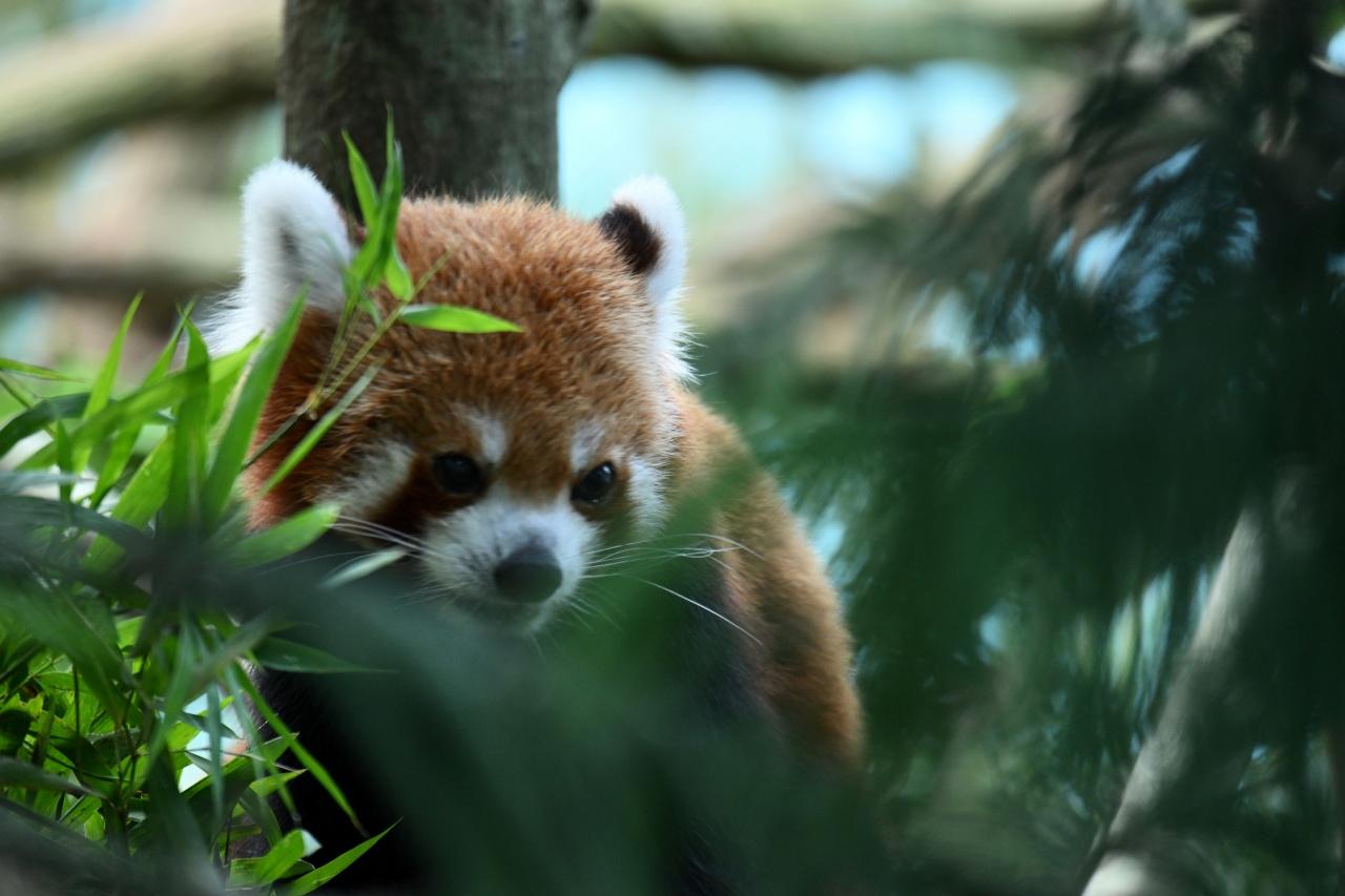 画像: パンダにはどこで会えるのかな……と、わくわくしていると、レッサーパンダが！ キュートな姿にすっかり見入ってしまいます
