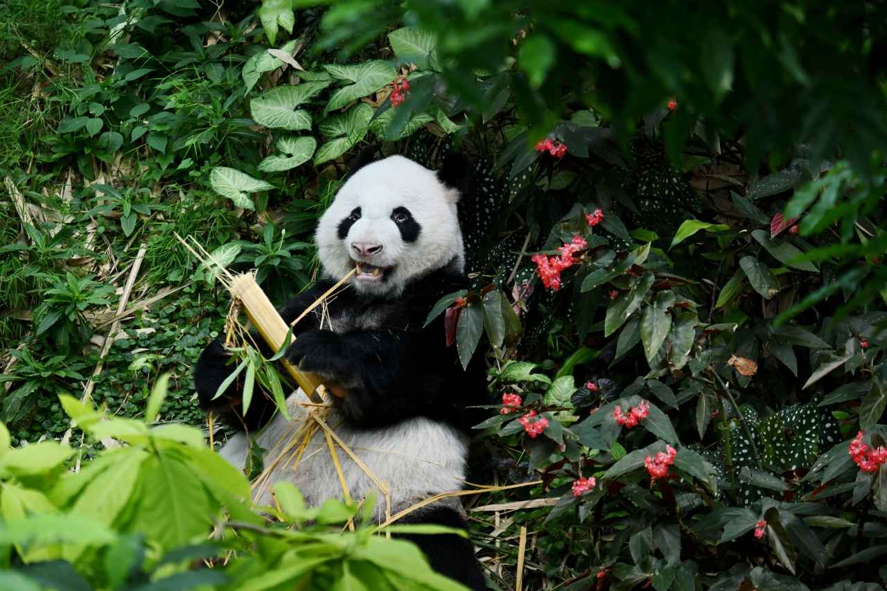 画像: 「ジァジァ」のパートナーのオスパンダ「カイカイ（凱凱）」。南国の花に囲まれて、朝ごはんに夢中