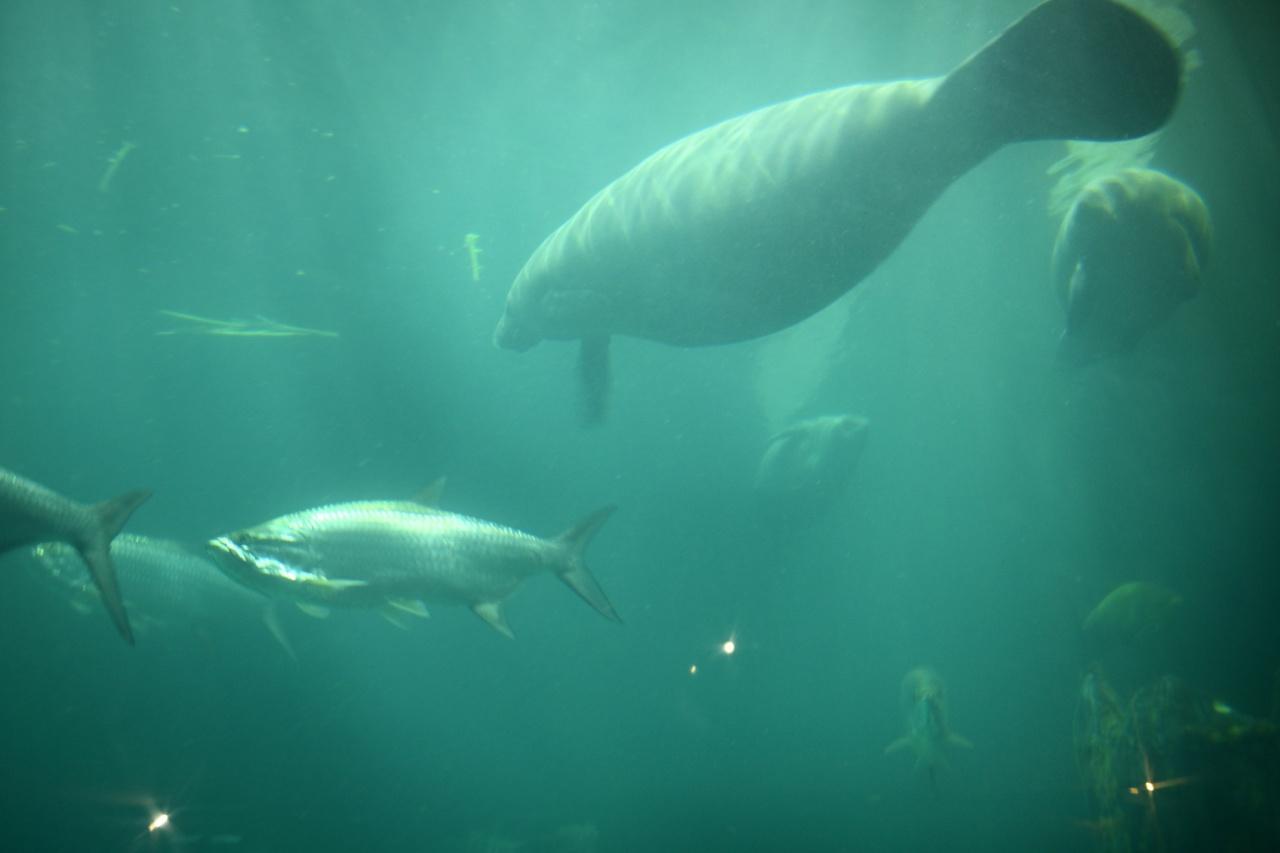 画像: お目当てのパンダに会えるのが5つのワイルドライフパークのなかのひとつ「リバーワンダー」。川をテーマに多彩な生物の生態について学ぶことができる、ユニークな施設です