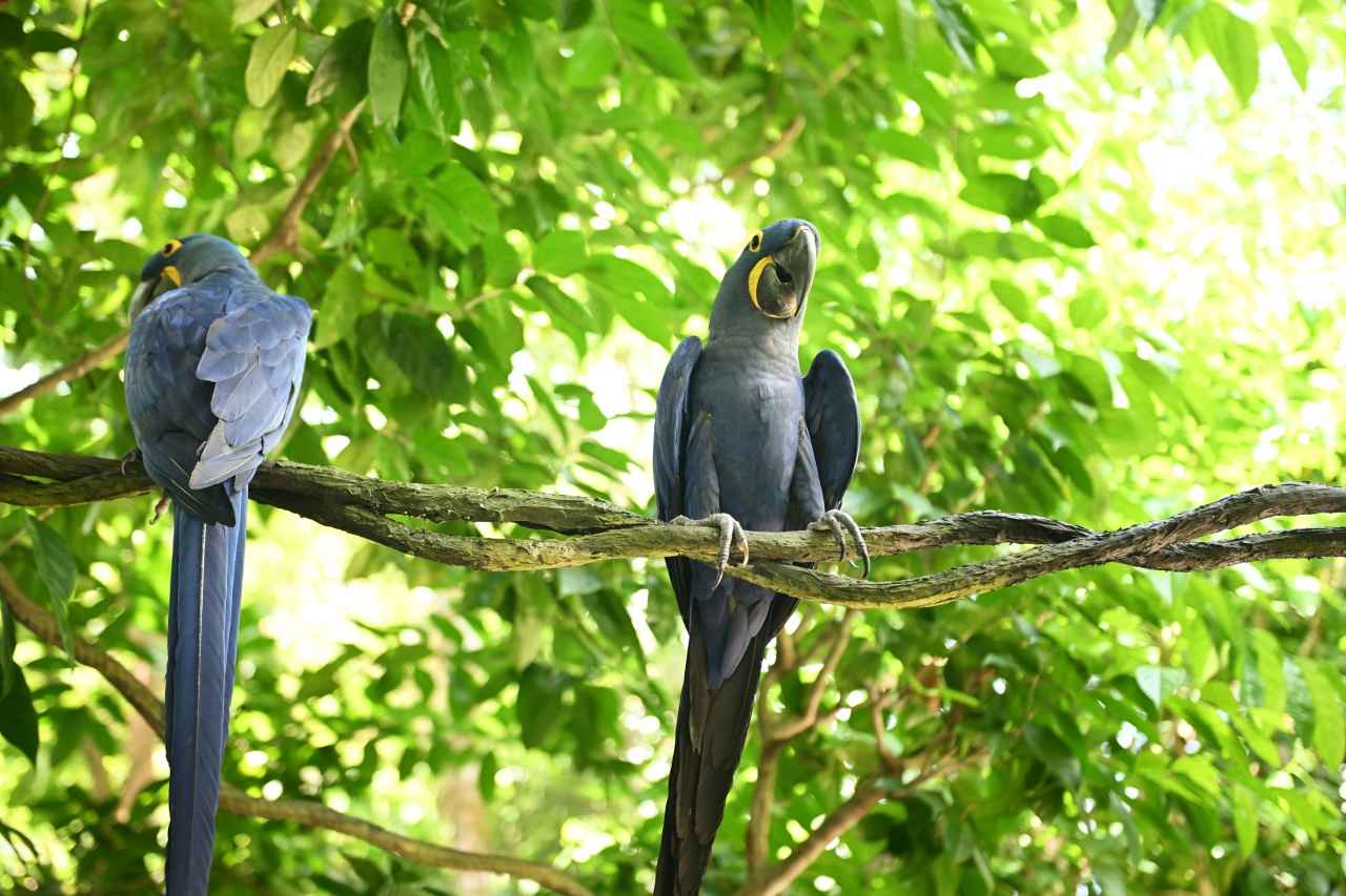 画像: カラフルな鳥たちなど、南の島ならではの生物たちにもたくさん出会えます