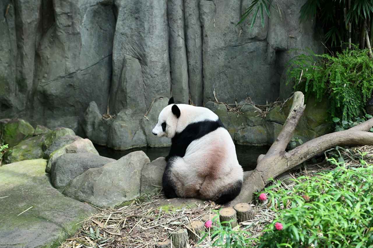 画像: 食後にまったりとくつろぐ「ジァジァ」