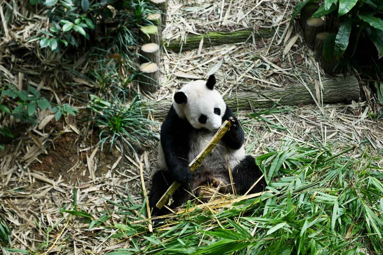 画像: 「リバーワンダー」に暮らすパンダの「ジァジァ（嘉嘉）」。マンダイ地区にあるリゾートだからこそ、滞在中は何度も会いに行きたくなります