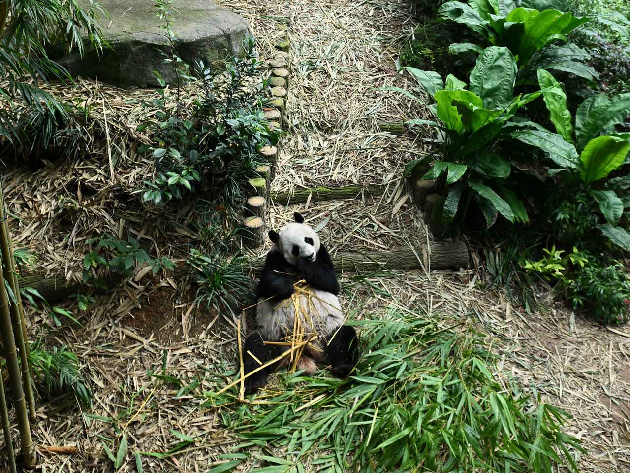 画像: ひたすら竹を食べる様子がほほえましいアイドルパンダの「ジァジァ（嘉嘉）」