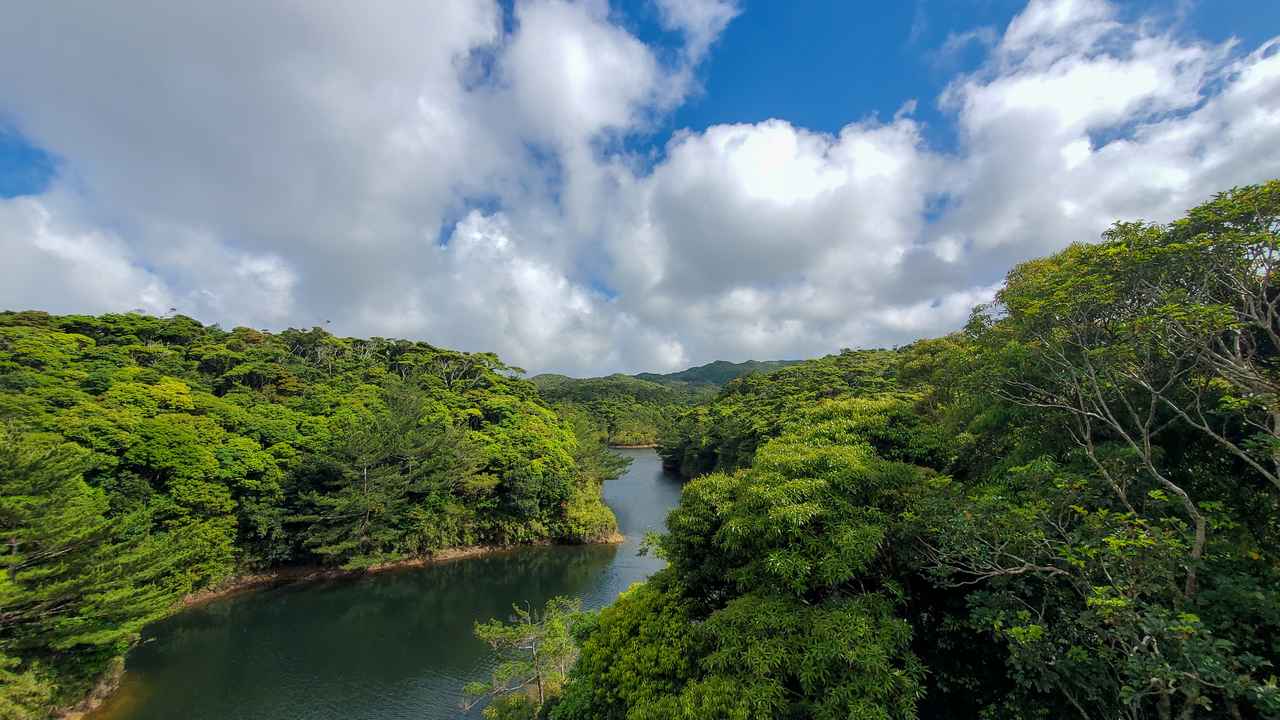 画像: 深い緑の静寂に包まれた、世界自然遺産・やんばるの森と清らかな水の流れ