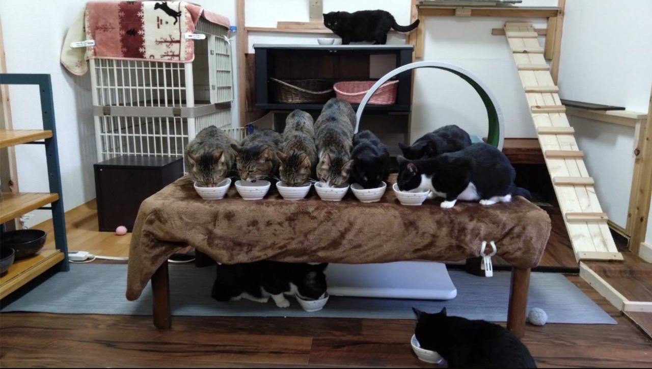画像2: 【大分】湯けむりの別府で、驚きの「猫マッサージ」に癒やされる名湯ステイ｜新玉旅館
