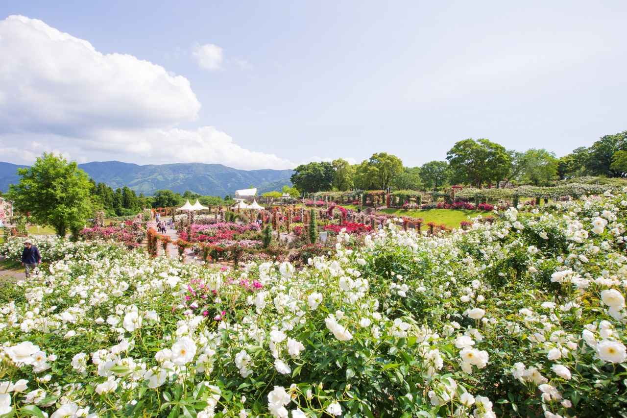 画像1: 日本最大級、花と愛に包まれる天空の楽園