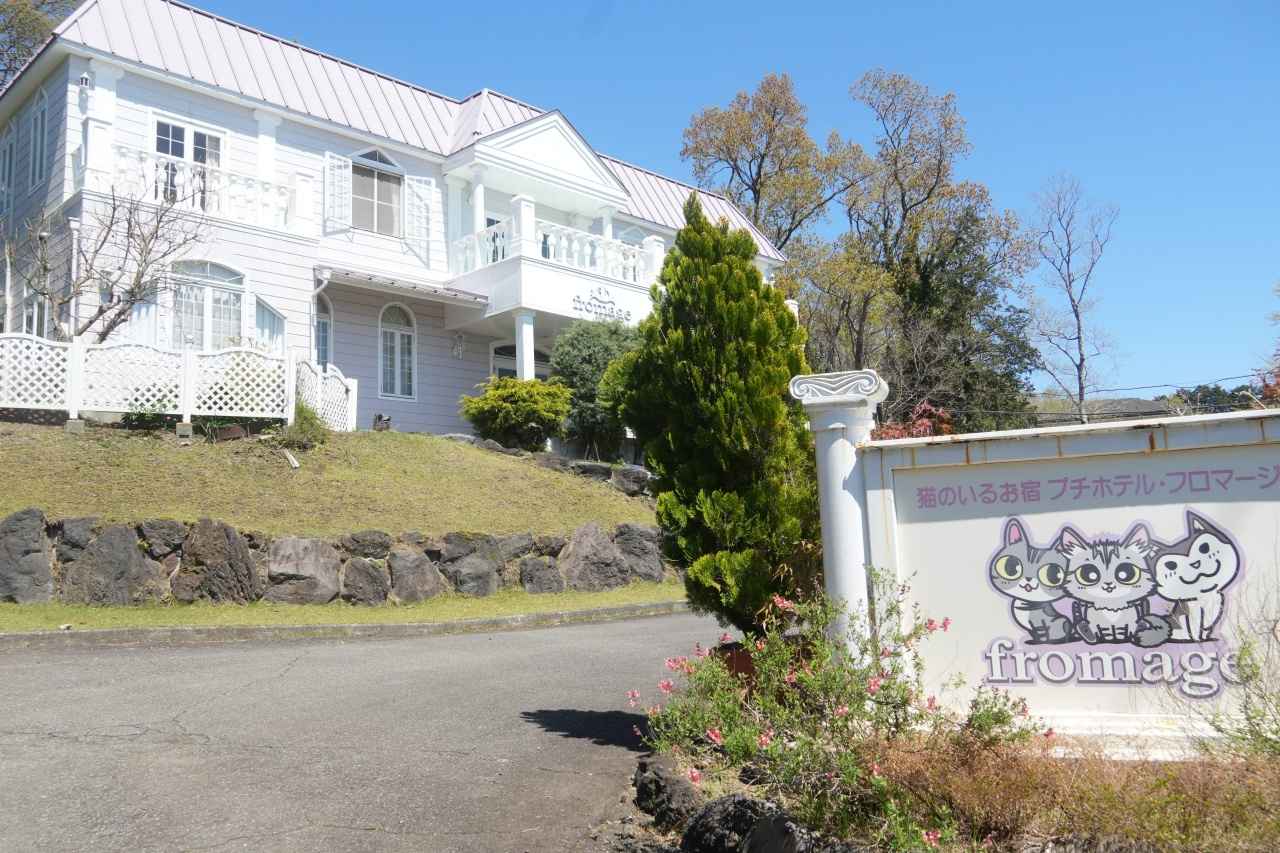 画像1: 【静岡】伊豆の自然に抱かれて、グルメと“猫まみれ”の休日を｜プチホテル・フロマージュ