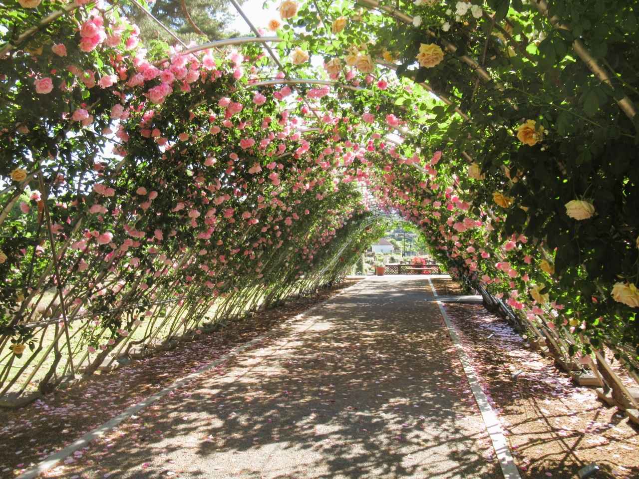 画像3: 松林とバラが織りなす優雅な風景