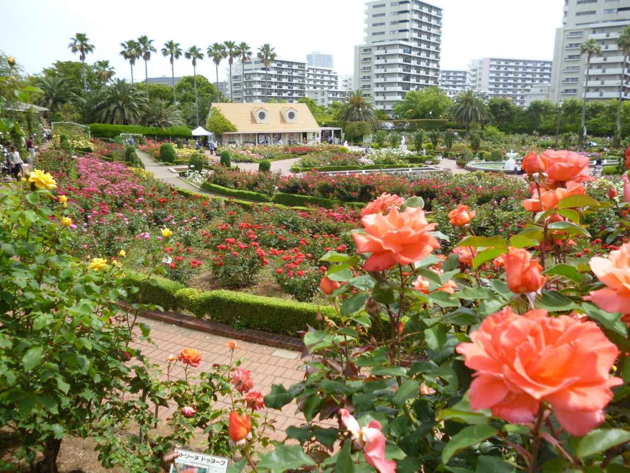 画像: 噴水とバラが織りなす優雅な庭園美