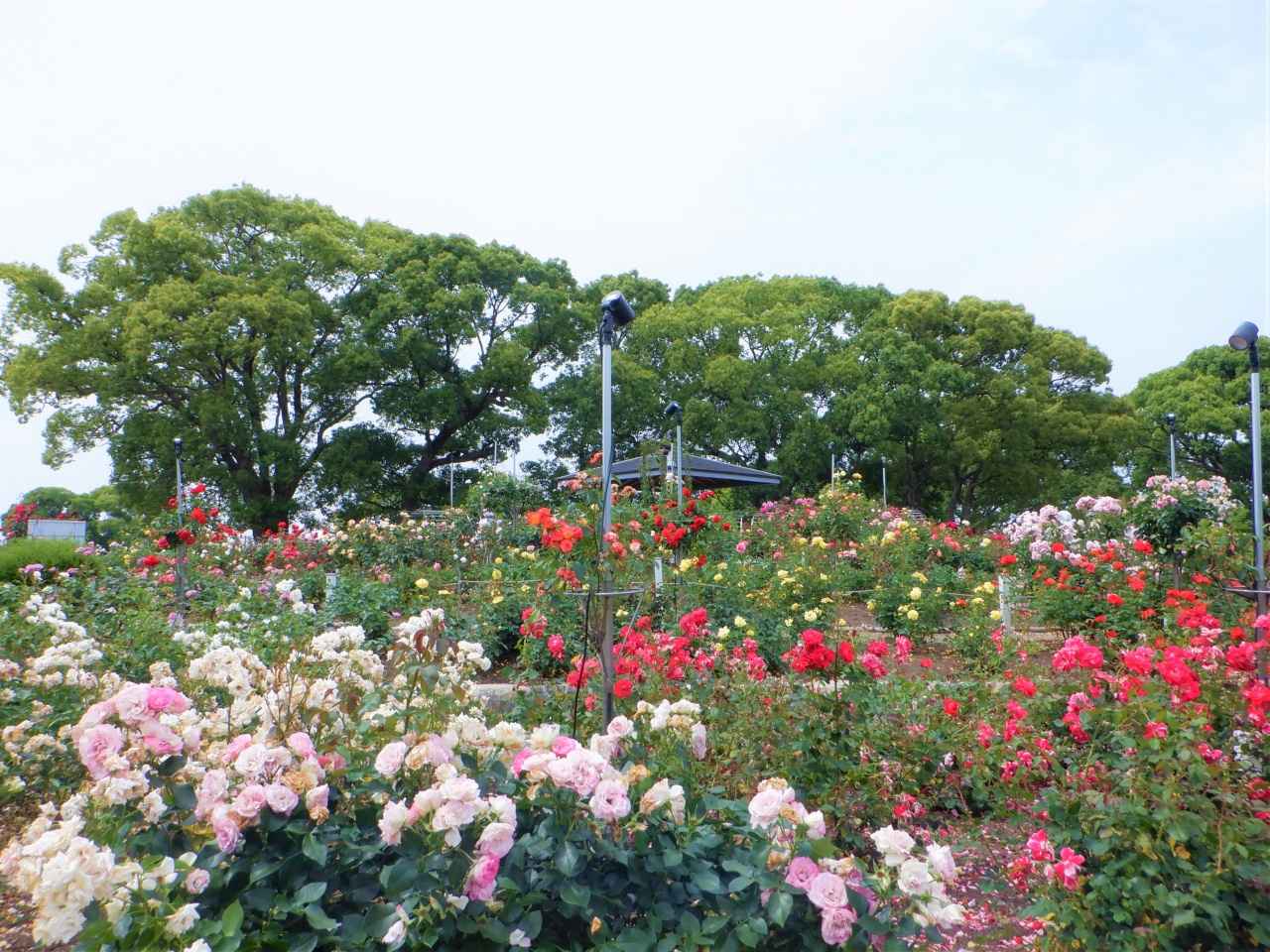 画像1: 池畔に咲く、町自慢のローズガーデン