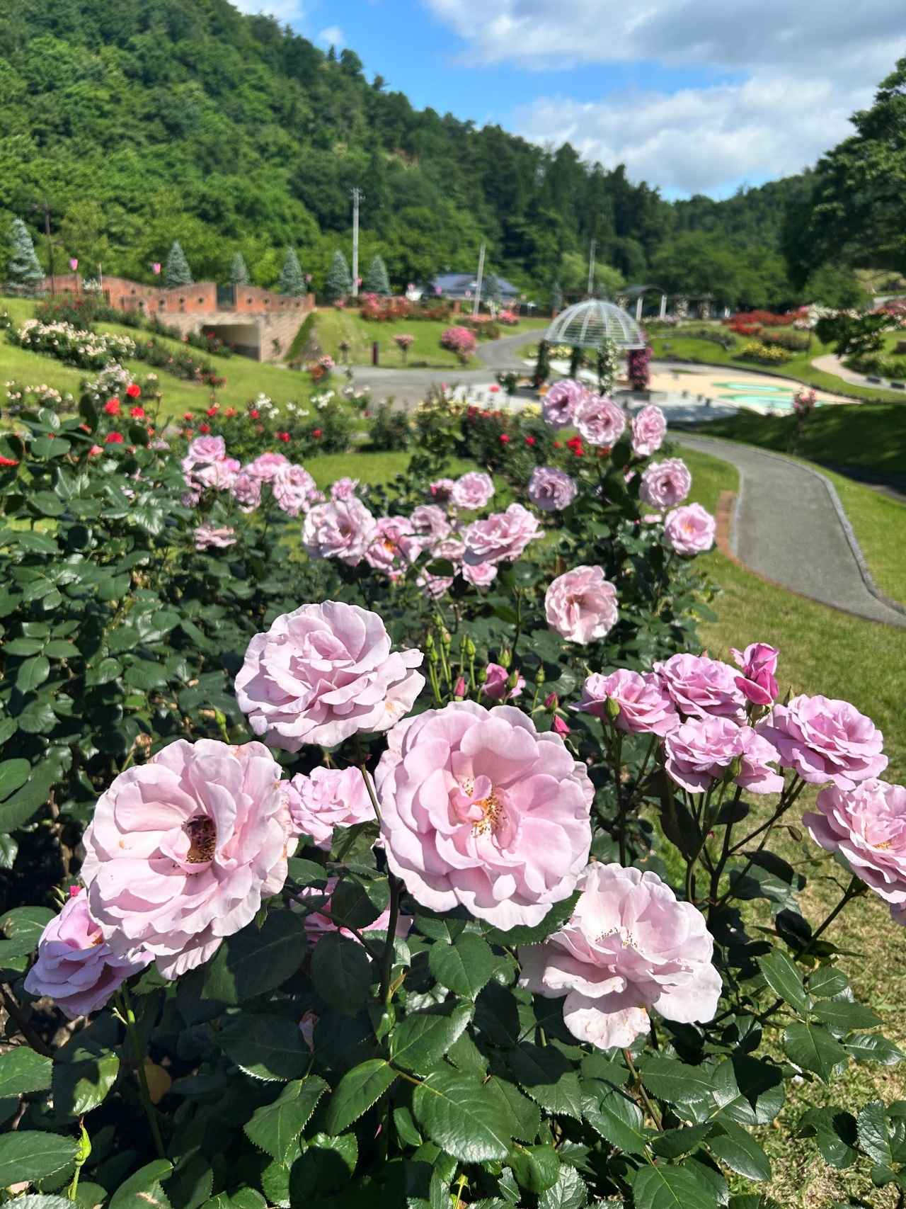 画像: ブルーライト