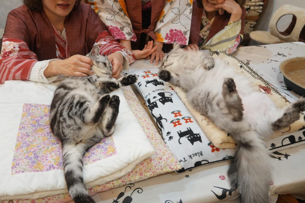 画像2: 【静岡】伊豆の自然に抱かれて、グルメと“猫まみれ”の休日を｜プチホテル・フロマージュ