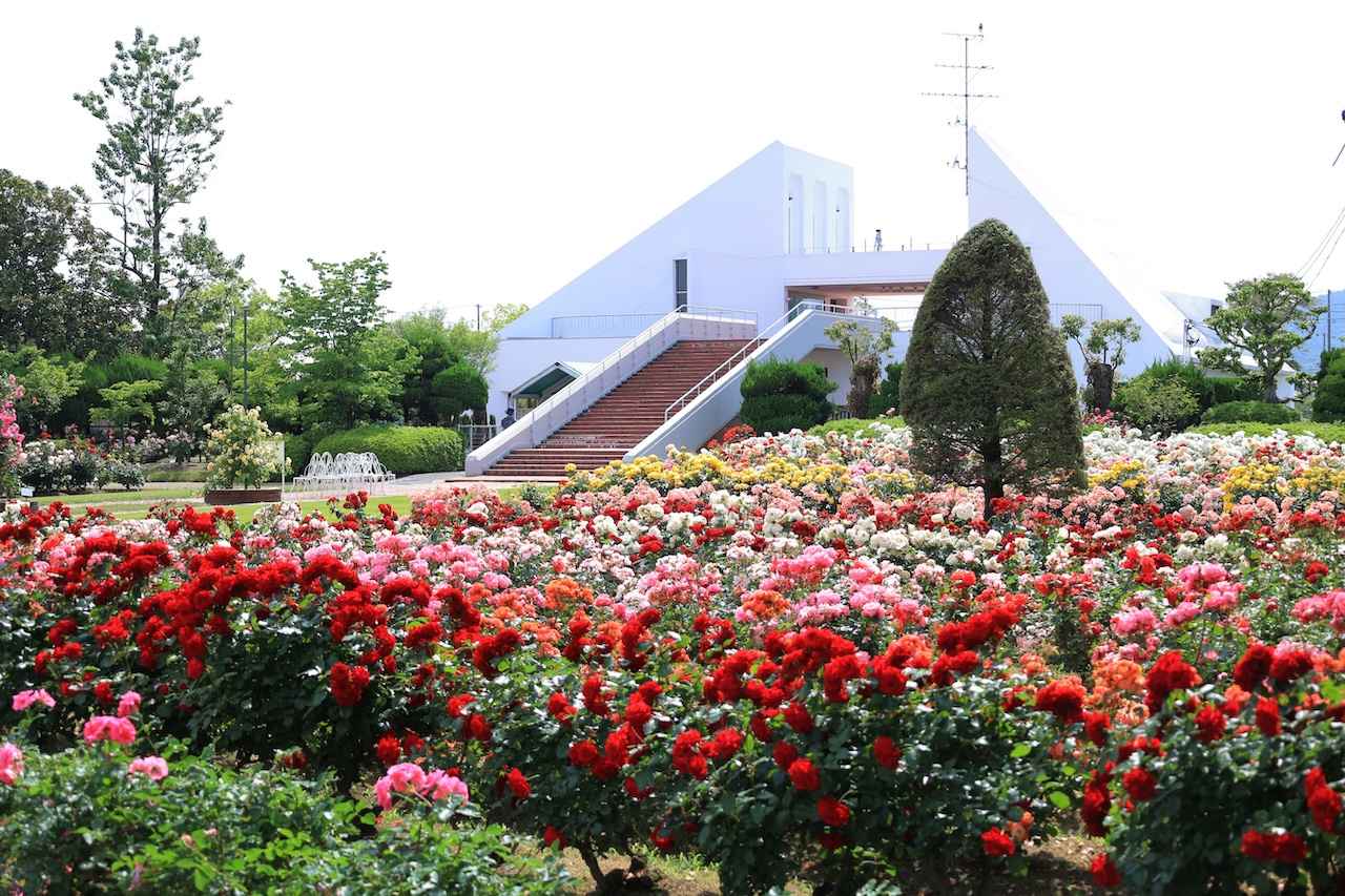 画像: 四季の花と香りに包まれる癒しのバラ園
