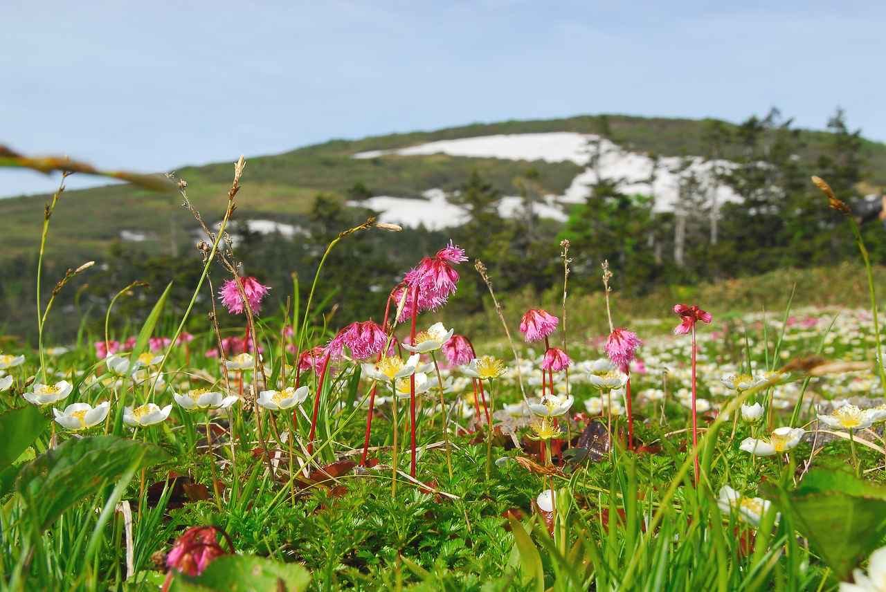 画像2: 1. 北秋田市のシンボル 花の百名山「森吉山(もりよしざん)」